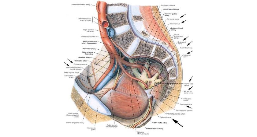 Pharmacological therapy for pudendal neuralgia