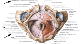 Neuropathy of the genital organ: what can be understood from the symptoms?